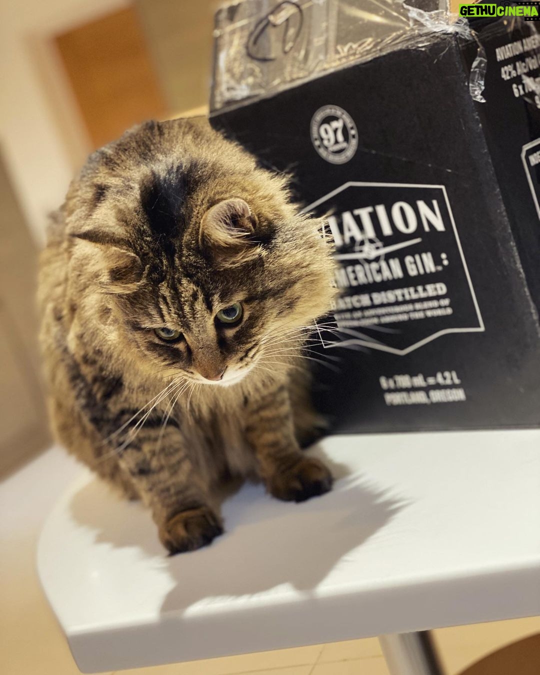 Seán McLoughlin Instagram - Thank you @vancityreynolds for the incredibly generous Aviation Gin gift. I had to bribe my cat to get to it. Even he knows how good it is!