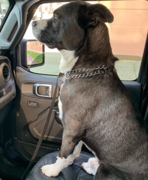 Sean Carrigan Instagram - My boy, “Jack”. #KingJackPoppa