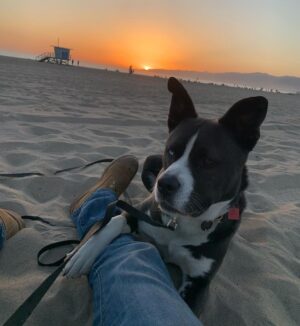 Sean Carrigan Instagram - #Jack #KingJackPoppa