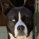 Sean Carrigan Instagram - My boy, “Jack”. #KingJackPoppa