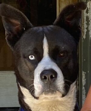 Sean Carrigan Instagram - My boy, “Jack”. #KingJackPoppa