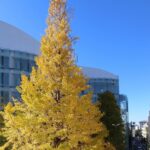 Seika Furuhata Instagram - ⠀ 休日のお出かけ~♪ この日はうちらが大好きな鰻を食べに行ったら 紅葉が綺麗でなんかめっちゃ得した気分☺️🍁 安定に鰻はテカテカで綺麗だし 美味しすぎた🥺🙏 ご飯食べる前は血糖値をがん!ってあげたくないから必ず酵素を摂取する用にしてる🙆‍♀️✨ 粉末タイプだからお水ですぐ溶けるし持ち運びにもぴったり👌 年末は忘年会とか爆食が続くと思うのでちょっとしたお守り代わりにオススメ🙌 真っ黒だから味は？？って思うかもだけど、、、笑 これがフルーティーで美味しいの🤣❤️ 置き換えにもいいかも♪ #PR#サポート酵素ドリンク#炭酵素#ドクターズナチュラルレシピ