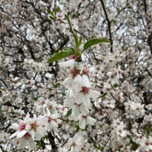 Sema Şimşek Instagram - Oysa tüm dünya BAHAR olabilirdi…#bahar #barış #dünyayasığamadık #ukraine