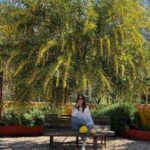 Sema Şimşek Instagram - #baharlargelecek 🌿🌼🌿 #mimoza #alaçatı #huzur #nofilter #semasimsek