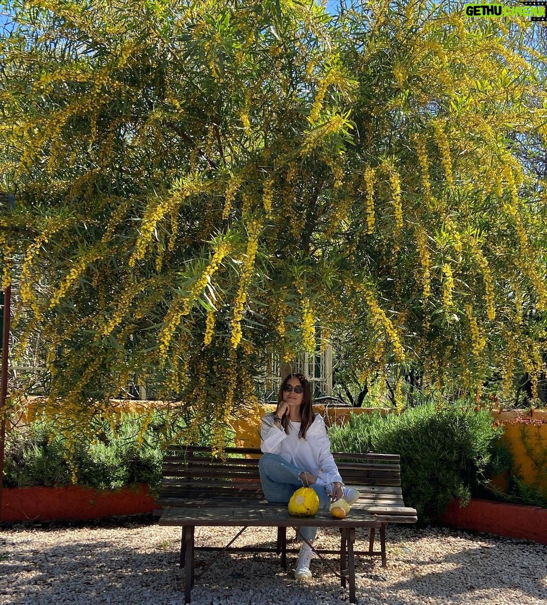 Sema Şimşek Instagram - #baharlargelecek 🌿🌼🌿 #mimoza #alaçatı #huzur #nofilter #semasimsek