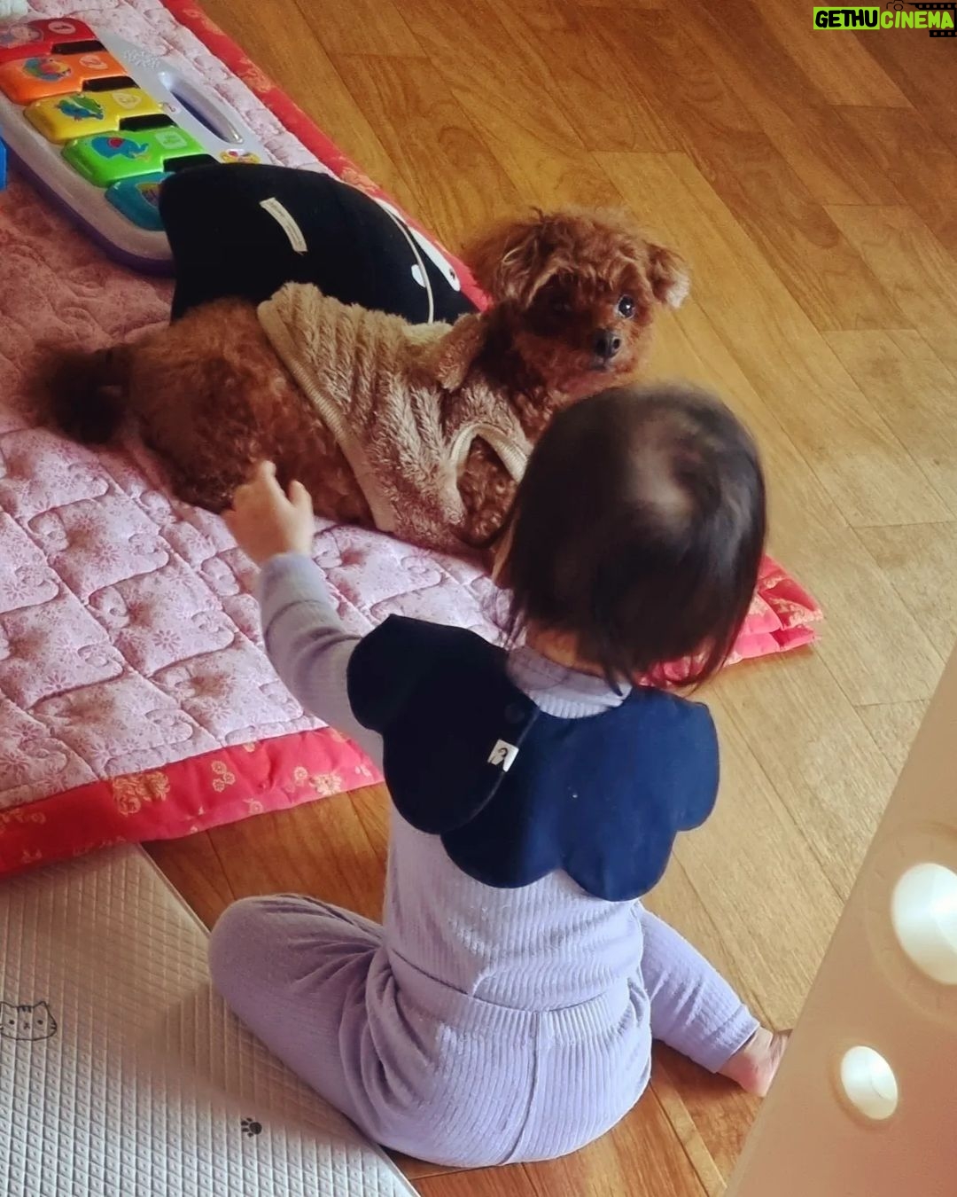 Seo Yeong Instagram - 1. 나,신소이,김말리의 산장라이프. 2. 엎드려뻗쳐하고 있는 신소이찾기. 3. 고단한 애개육아. 4. 말리가 좋은 소이와 그런 소이가 개부담스러운 김말리. 5. 소보루빵이 되가는 김말리. 6. 지켜보고 있다.(엄마도 화장실 좀 가자🔥) 나도 집있는데... 집에 가서 엽떡먹어야하는데... 피곤한 산장🔥🔥🔥 #여보빨리와 #허리두동강나기직전 #애개육아 #합쳐서15키로 #2023끝자락 #haveaniceweek Jisan Forest Ski Resort, 지산포레스트리조