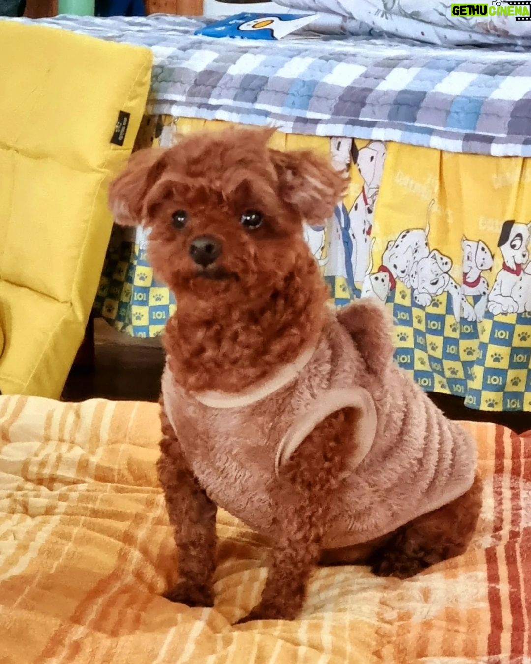 Seo Yeong Instagram - 1. 나,신소이,김말리의 산장라이프. 2. 엎드려뻗쳐하고 있는 신소이찾기. 3. 고단한 애개육아. 4. 말리가 좋은 소이와 그런 소이가 개부담스러운 김말리. 5. 소보루빵이 되가는 김말리. 6. 지켜보고 있다.(엄마도 화장실 좀 가자🔥) 나도 집있는데... 집에 가서 엽떡먹어야하는데... 피곤한 산장🔥🔥🔥 #여보빨리와 #허리두동강나기직전 #애개육아 #합쳐서15키로 #2023끝자락 #haveaniceweek Jisan Forest Ski Resort, 지산포레스트리조