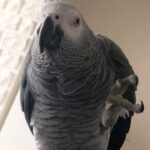 Serdar Çakmak Instagram - Gel kaşıyim dedimi demedimi? İnkar ediyor şimdide 😂🐦 #yakup @jakopapaganyakup Türkiye Cumhuriyeti