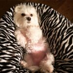 Serena Williams Instagram - Lauerlei sadly took her last breath yesterday. I am sad but happy for all the time and all the extra I got to spend with her. She lived a long long life. The last year and a half was a bonus. She got to get anything she ever wanted and she was biting toes till the end. Literally. She LOVED chicken and acrobatics. She was the smallest yet toughest little pup and I will miss her… so much. 💔truly the end of an Era. Lauerlei Linkogle Williams May 2004 - Aug 27, 2022