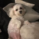 Serena Williams Instagram - Lauerlei sadly took her last breath yesterday. I am sad but happy for all the time and all the extra I got to spend with her. She lived a long long life. The last year and a half was a bonus. She got to get anything she ever wanted and she was biting toes till the end. Literally. She LOVED chicken and acrobatics. She was the smallest yet toughest little pup and I will miss her… so much. 💔truly the end of an Era. Lauerlei Linkogle Williams May 2004 - Aug 27, 2022