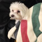Serena Williams Instagram - Lauerlei sadly took her last breath yesterday. I am sad but happy for all the time and all the extra I got to spend with her. She lived a long long life. The last year and a half was a bonus. She got to get anything she ever wanted and she was biting toes till the end. Literally. She LOVED chicken and acrobatics. She was the smallest yet toughest little pup and I will miss her… so much. 💔truly the end of an Era. Lauerlei Linkogle Williams May 2004 - Aug 27, 2022