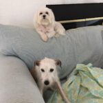 Serena Williams Instagram - Lauerlei sadly took her last breath yesterday. I am sad but happy for all the time and all the extra I got to spend with her. She lived a long long life. The last year and a half was a bonus. She got to get anything she ever wanted and she was biting toes till the end. Literally. She LOVED chicken and acrobatics. She was the smallest yet toughest little pup and I will miss her… so much. 💔truly the end of an Era. Lauerlei Linkogle Williams May 2004 - Aug 27, 2022
