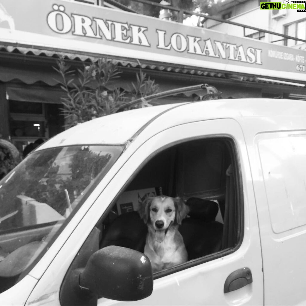 Serhan Süsler Instagram - #hazır #değilsen #yola #çıkma #dogsofinstgram #dogstagram #doglove #doglovers #instadogs #dogtrainer #dogdaily #dogsitting #dogselfie Dikili, İzmir