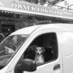 Serhan Süsler Instagram - #hazır #değilsen #yola #çıkma #dogsofinstgram #dogstagram #doglove #doglovers #instadogs #dogtrainer #dogdaily #dogsitting #dogselfie Dikili, İzmir