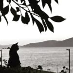Serhan Süsler Instagram - Kimseyi küçümseyecek kadar büyük değilsin, gün gelir küçümsediğin şeyler için büyük bedeller ödersin. #catsofinstagram #bnwcat #turgutreis #bodrum Çatal Adası