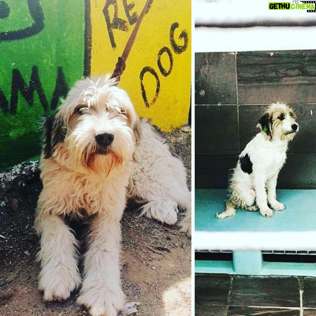 Serkan Altunorak Instagram - Ailemizin yeni üyesi bu güzelliği İzmir’deki barınaktan çıkarttık ve sabırsızlıkla bize ulaşmasını bekliyoruz.. @hipder ‘e destekleri ve sonsuz sevgileri için çok teşekkür ederiz... 🤍 #satınalmasahiplen