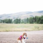 Seth Rogen Instagram - We said goodbye to our perfect girl Zelda on Thursday, May 4th. She was almost 14 years old. She was truly the most special, magical creature. She taught us about love, resilience, strength and kindness. We loved her more than words can describe. Everyone who met her saw what a unique little puppy she was. She’d stare in to your soul with her gigantic buggy eyes. She was so judgmental, that when she loved you, you really knew you earned it, and it made you feel like you had won. She had an incredible life and was lucky to have so many friends and shared her special love with so many people. She was a girl who was so shy no one adopted her as a baby who became a girl who travelled to multiple countries, appeared in three movies, on two magazine covers, and inspired countless works of Zelda-art— including a lighter that is now in the homes of hundreds of people. We have a (long) list of things that were special about her. Here are a few highlights: —Her big eyeballs and her intense eye contact —How it feels when she stretches while I’m holding her in my arms —How she comes inside before she’s done pooing, takes a treat and then runs to the door when she realizes she has to poo more —The sound she made for Zankou chicken. —The way the fur on her legs looks like culottes from the back —Her leave me alone side eye —The way she would sit and wait to be called to walk through the metal detectors at the airport and then she’d run through them and everyone would comment about what a good girl she was —How she always wants to sleep in Seth’s spot —When she would go to the door pretending to have to go out, but just wanted to get us away from our food, although she would never actually go for it —Her big gigantic poops that always surprised people because of her small size —The way she loved sprinting up and down hotel hallways —How she’d ask Seth to take her outside over and over again just for treats —The way she pounced on seaweed and her paws left tracks in the sand. And then she’d “kill it” and ask to take it home. —How incredible it felt to wake up in the morning and see her starring back at me. We belonged to each other and we will miss her forever.