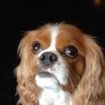 Seth Rogen Instagram - We made this lighter caddy to honor the sweetest little thing to ever exist—my dog Zelda. Get it now on houseplant.com
