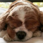 Seth Rogen Instagram - Snoozing Zelda