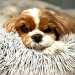 Seth Rogen Instagram - We said goodbye to our perfect girl Zelda on Thursday, May 4th. She was almost 14 years old. She was truly the most special, magical creature. She taught us about love, resilience, strength and kindness. We loved her more than words can describe. Everyone who met her saw what a unique little puppy she was. She’d stare in to your soul with her gigantic buggy eyes. She was so judgmental, that when she loved you, you really knew you earned it, and it made you feel like you had won. She had an incredible life and was lucky to have so many friends and shared her special love with so many people. She was a girl who was so shy no one adopted her as a baby who became a girl who travelled to multiple countries, appeared in three movies, on two magazine covers, and inspired countless works of Zelda-art— including a lighter that is now in the homes of hundreds of people. We have a (long) list of things that were special about her. Here are a few highlights: —Her big eyeballs and her intense eye contact —How it feels when she stretches while I’m holding her in my arms —How she comes inside before she’s done pooing, takes a treat and then runs to the door when she realizes she has to poo more —The sound she made for Zankou chicken. —The way the fur on her legs looks like culottes from the back —Her leave me alone side eye —The way she would sit and wait to be called to walk through the metal detectors at the airport and then she’d run through them and everyone would comment about what a good girl she was —How she always wants to sleep in Seth’s spot —When she would go to the door pretending to have to go out, but just wanted to get us away from our food, although she would never actually go for it —Her big gigantic poops that always surprised people because of her small size —The way she loved sprinting up and down hotel hallways —How she’d ask Seth to take her outside over and over again just for treats —The way she pounced on seaweed and her paws left tracks in the sand. And then she’d “kill it” and ask to take it home. —How incredible it felt to wake up in the morning and see her starring back at me. We belonged to each other and we will miss her forever.
