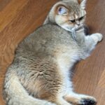 Seulgi Instagram - 올 해도 정말 많은 축하와 사랑을 받네요🥹 너무나 행복한 하루입니다 앞으로 펼쳐질 30대가 굉장히 기대되고 설레는데 함께 재미있는거 많이 하면서 지냈으면 좋겠어요 축하해주신 모든 분들 감사드리구 설날인데 모두 새해복 많이 받으세요😘😘😘🫶