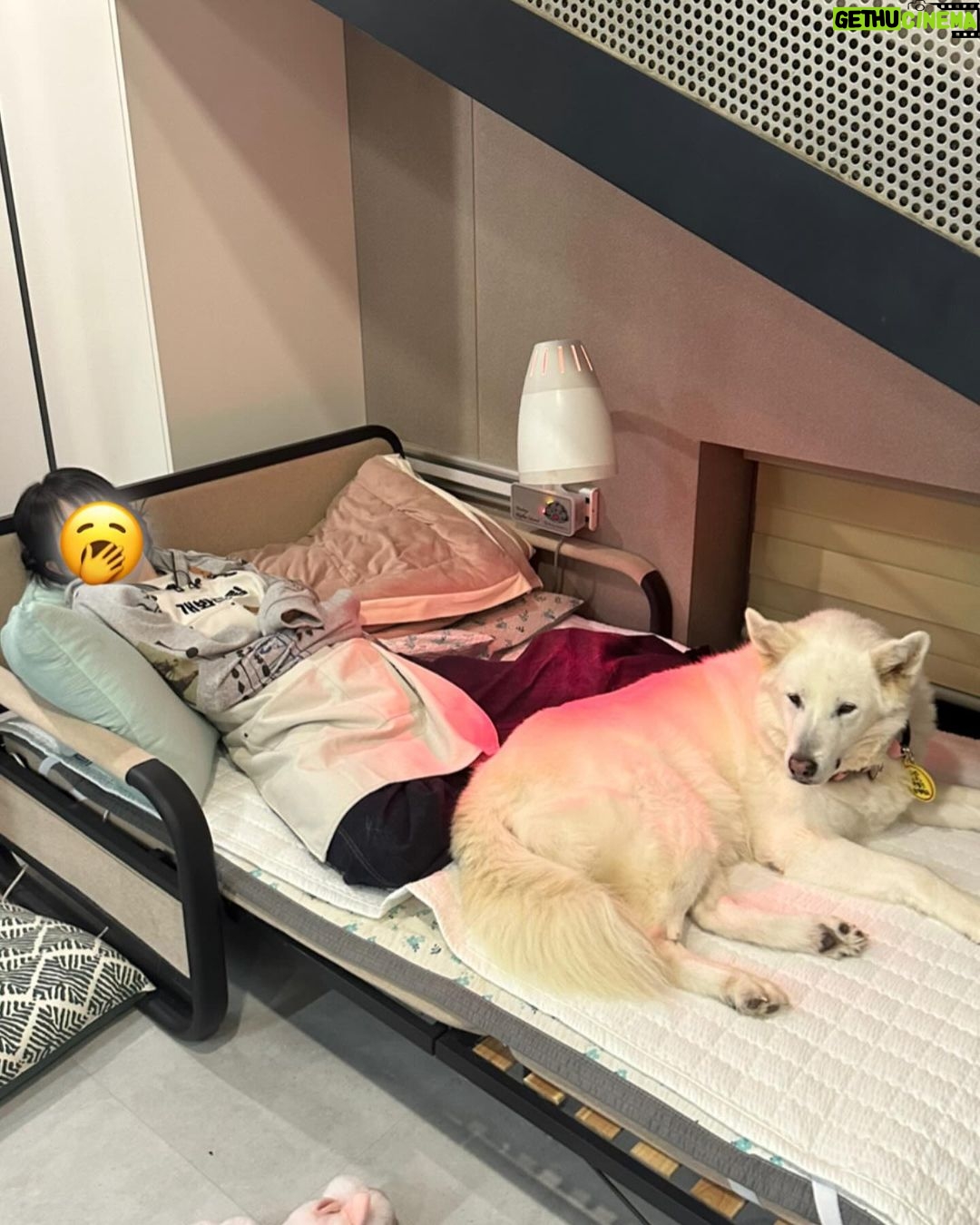 Seulgi Instagram - 동물농장❤️ 오복이와 진돌이 바비 강산이 순이 룽지 짜장이 보고싶어!!!🥹🥹