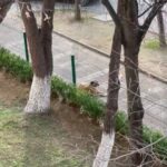 Shahin Taslimi Instagram – این فرشته ی بیگناه خداست،یکی از با معرفت ترین موجودات روی زمین.
مهر و محبت خودش رو به پروردگارش به این شکل که تو ویدیو میبینید نشون میده.
هر روز با شنیدن صدای اذان ظهر این اتفاق می افته.
این ویدیو توسط دختر عزیزم در کشور ترکیه گرفته شده.
#أذان  #خدا_هست  #خدای_من_همان_خدای_حیوانات_است  #سگ_بهترین_دوست_بشریت  #سگ_نجس_نیست_نجس_افکار_کسانی_هست_که_بی_آزار_ترین_مخلوق_خدا_را_نجس_میدانند 
#ترکیه_استانبول