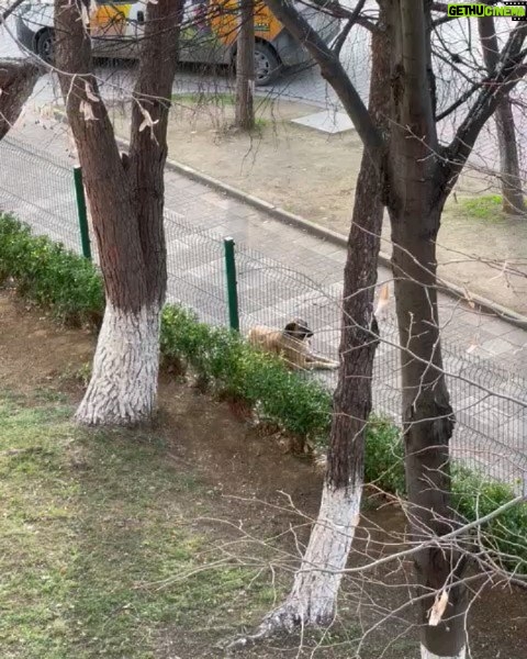 Shahin Taslimi Instagram - این فرشته ی بیگناه خداست،یکی از با معرفت ترین موجودات روی زمین. مهر و محبت خودش رو به پروردگارش به این شکل که تو ویدیو میبینید نشون میده. هر روز با شنیدن صدای اذان ظهر این اتفاق می افته. این ویدیو توسط دختر عزیزم در کشور ترکیه گرفته شده. #أذان #خدا_هست #خدای_من_همان_خدای_حیوانات_است #سگ_بهترین_دوست_بشریت #سگ_نجس_نیست_نجس_افکار_کسانی_هست_که_بی_آزار_ترین_مخلوق_خدا_را_نجس_میدانند #ترکیه_استانبول