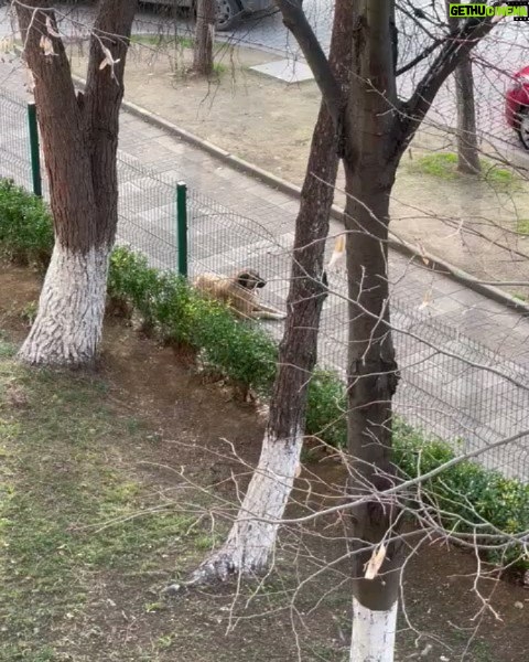 Shahin Taslimi Instagram - این فرشته ی بیگناه خداست،یکی از با معرفت ترین موجودات روی زمین. مهر و محبت خودش رو به پروردگارش به این شکل که تو ویدیو میبینید نشون میده. هر روز با شنیدن صدای اذان ظهر این اتفاق می افته. این ویدیو توسط دختر عزیزم در کشور ترکیه گرفته شده. #أذان #خدا_هست #خدای_من_همان_خدای_حیوانات_است #سگ_بهترین_دوست_بشریت #سگ_نجس_نیست_نجس_افکار_کسانی_هست_که_بی_آزار_ترین_مخلوق_خدا_را_نجس_میدانند #ترکیه_استانبول