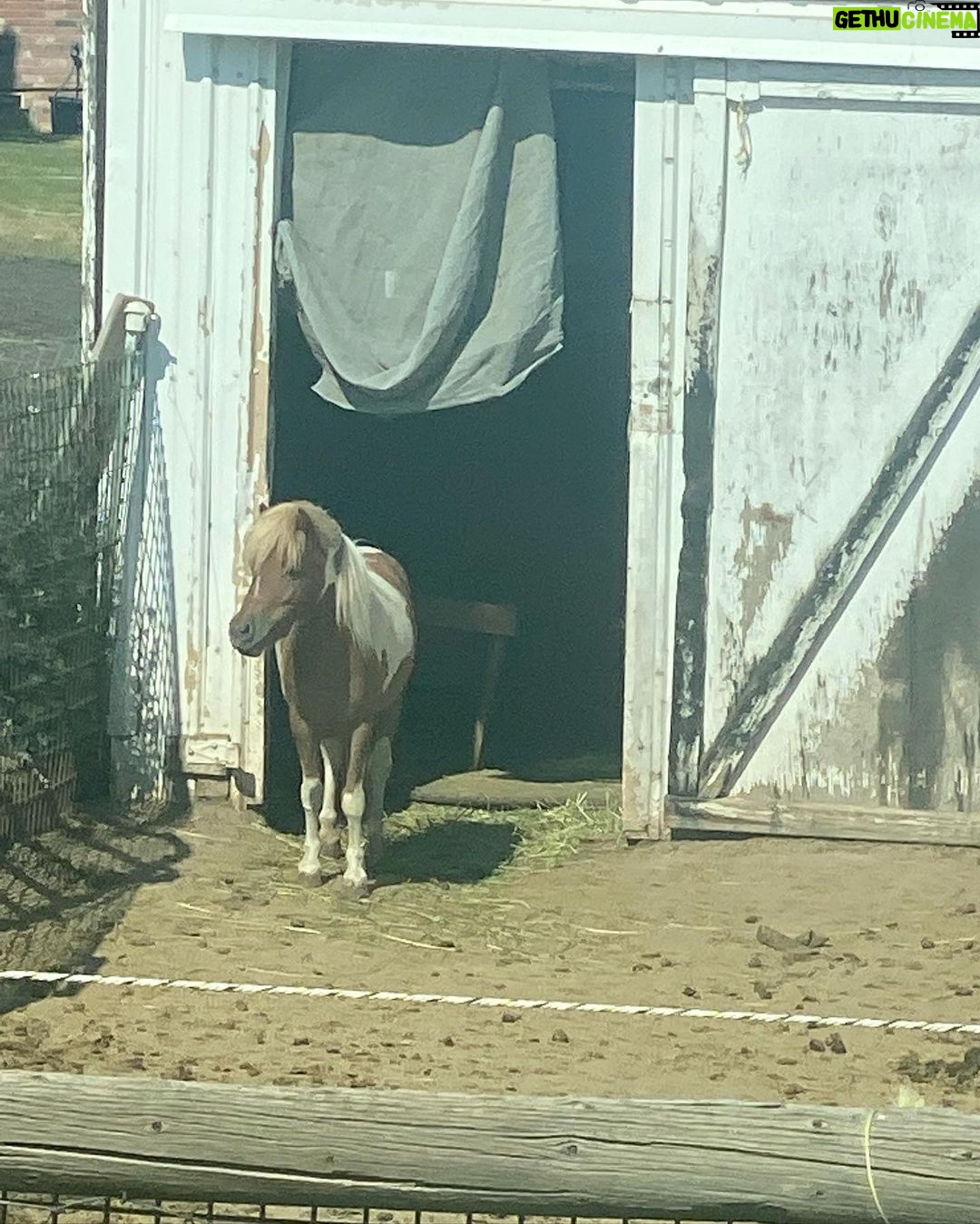 Shane Dawson Instagram - My first photo dump is a collection of some of my favorite moments from moving to Colorado last week. My dream life as a kid was to one day live on a farm surrounded by animals and to be married to my best friend. This move has definitely gotten me closer to that :,)🖼❤️