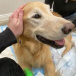 Shane Dawson Instagram - Charlie, for 11 years you brought so much love and so much protection to my family. You took care of me during some very hard times in my life. You kept my mom safe when I moved out and you became the man of the house and made sure she was never lonely. I love you so much Charlie and I’m so grateful God brought you into my families life. I will think about you everyday. We love you so much. ❤️