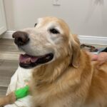 Shane Dawson Instagram - Charlie, for 11 years you brought so much love and so much protection to my family. You took care of me during some very hard times in my life. You kept my mom safe when I moved out and you became the man of the house and made sure she was never lonely. I love you so much Charlie and I’m so grateful God brought you into my families life. I will think about you everyday. We love you so much. ❤️