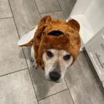 Shane Veryzer Instagram - Moe-bear so spooky.