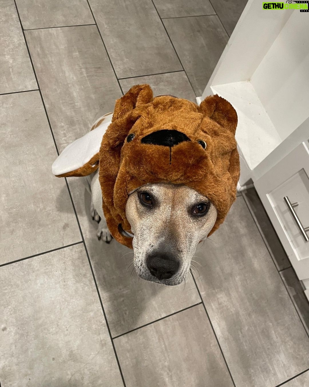 Shane Veryzer Instagram - Moe-bear so spooky.