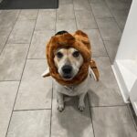 Shane Veryzer Instagram - Moe-bear so spooky.