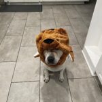 Shane Veryzer Instagram - Moe-bear so spooky.