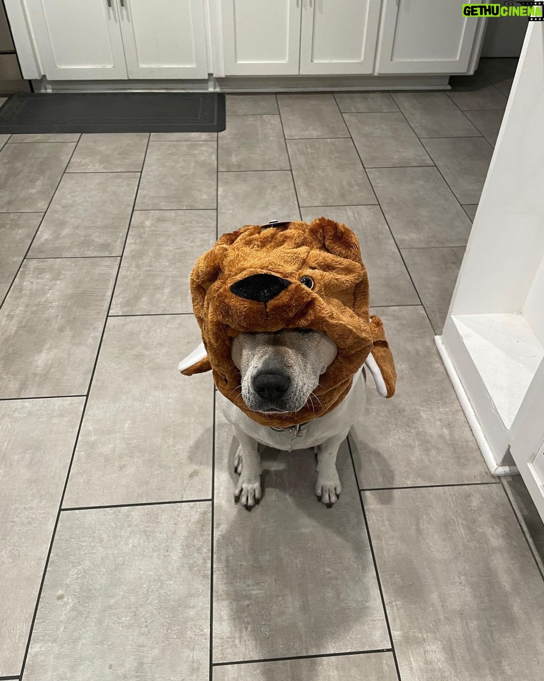 Shane Veryzer Instagram - Moe-bear so spooky.
