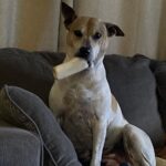 Shane Veryzer Instagram - Moeiversary #rescuedog #moemoebear