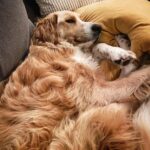 Shannon Kook Instagram - “Wanna nap battle?” @nala_minibernedoodle 🐕 #bernedoodle #bernedoodlesofinstagram #bernedoodlepuppy #unfurnishedbernedoodle #puppydad #puppynaps Vancouver, British Columbia