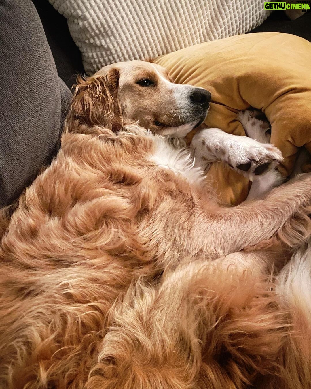 Shannon Kook Instagram - “Wanna nap battle?” @nala_minibernedoodle 🐕 #bernedoodle #bernedoodlesofinstagram #bernedoodlepuppy #unfurnishedbernedoodle #puppydad #puppynaps Vancouver, British Columbia
