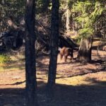Shannon Kook Instagram - Not everyday you get to wake up and have a coffee in an outdoor hot tub to then be joined by a family of bears foraging for breakfast beside you. I got to put the bear spray down and take in the magic 🤩. This is the first time I’ve seen a bear besides driving by 1 quickly on the way to Alberta. They have always been something I’ve worried about during my hikes in Canada and this was not the way I pictured my first eye to eye with an actual bear ☺️😍🙋🏻‍♂️. I was sitting in the hot tub thinking, “Hmm…it’s kinda quiet maybe I should check the landscape…” then stood up to meet the Mama🐻 staring at me. You can see her kind of in a ready stance not sure what to make of me…till she’s satisfied and just starts chomping at the tree while her cubs fumble about. So we watched this from the comfort of our hot tub while enjoying the rest of my coffee. What a priceless way to start the day! 🐻 🤩 ☕️ ☀️ 🏔 Pemberton, British Columbia
