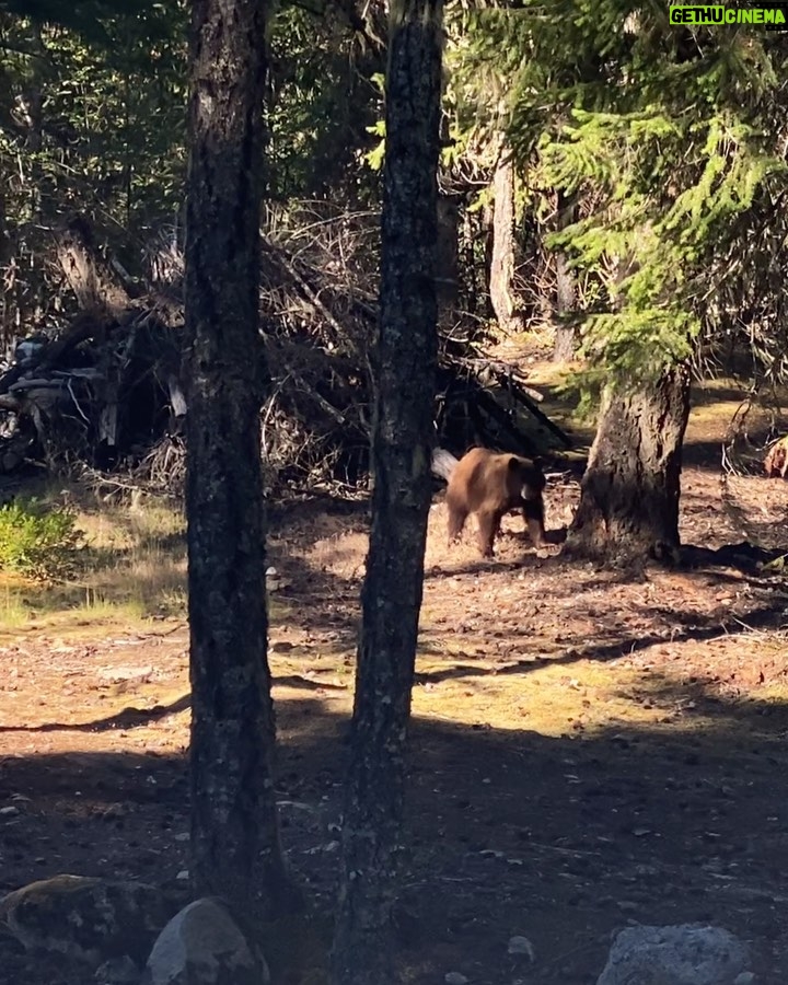 Shannon Kook Instagram - Not everyday you get to wake up and have a coffee in an outdoor hot tub to then be joined by a family of bears foraging for breakfast beside you. I got to put the bear spray down and take in the magic 🤩. This is the first time I’ve seen a bear besides driving by 1 quickly on the way to Alberta. They have always been something I’ve worried about during my hikes in Canada and this was not the way I pictured my first eye to eye with an actual bear ☺️😍🙋🏻♂️. I was sitting in the hot tub thinking, “Hmm…it’s kinda quiet maybe I should check the landscape…” then stood up to meet the Mama🐻 staring at me. You can see her kind of in a ready stance not sure what to make of me…till she’s satisfied and just starts chomping at the tree while her cubs fumble about. So we watched this from the comfort of our hot tub while enjoying the rest of my coffee. What a priceless way to start the day! 🐻 🤩 ☕️ ☀️ 🏔 Pemberton, British Columbia