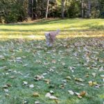 Shannon Kook Instagram - 🍂 Whisler, B.C Canada