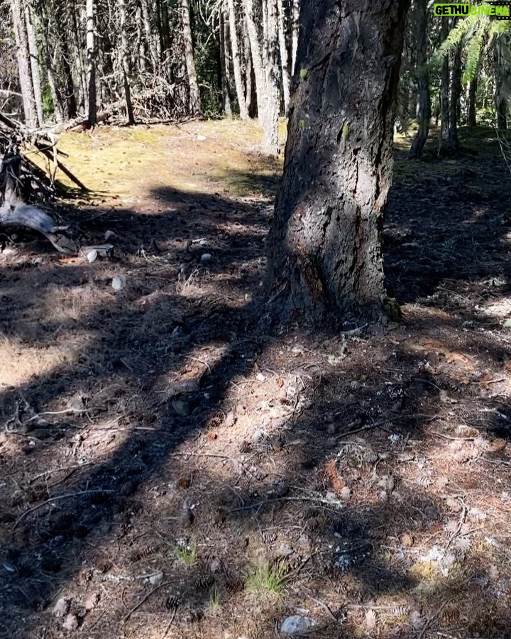 Shannon Kook Instagram - Not everyday you get to wake up and have a coffee in an outdoor hot tub to then be joined by a family of bears foraging for breakfast beside you. I got to put the bear spray down and take in the magic 🤩. This is the first time I’ve seen a bear besides driving by 1 quickly on the way to Alberta. They have always been something I’ve worried about during my hikes in Canada and this was not the way I pictured my first eye to eye with an actual bear ☺️😍🙋🏻♂️. I was sitting in the hot tub thinking, “Hmm…it’s kinda quiet maybe I should check the landscape…” then stood up to meet the Mama🐻 staring at me. You can see her kind of in a ready stance not sure what to make of me…till she’s satisfied and just starts chomping at the tree while her cubs fumble about. So we watched this from the comfort of our hot tub while enjoying the rest of my coffee. What a priceless way to start the day! 🐻 🤩 ☕️ ☀️ 🏔 Pemberton, British Columbia