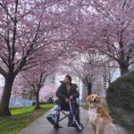 Shannon Kook Instagram – “Today in flower 🌸
Tomorrow scattered by the wind –
Such is our blossom life.
How can we think it’s fragrance lasts forever? Downtown Vancouver