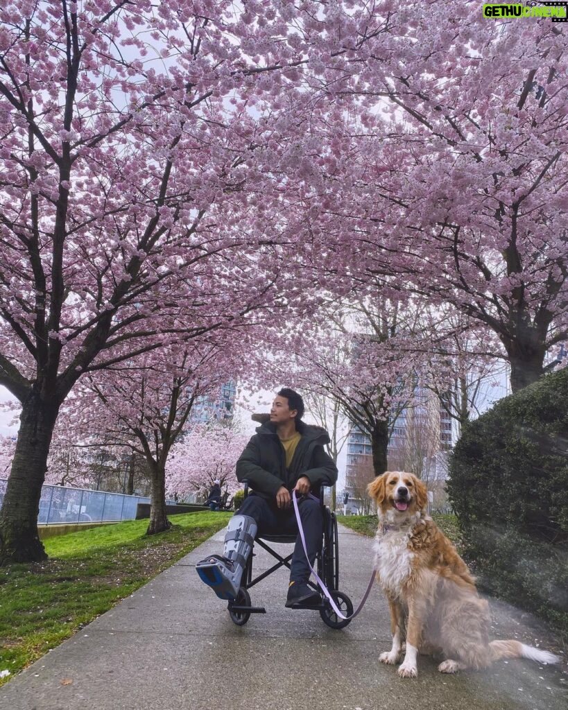 Shannon Kook Instagram - “Today in flower 🌸 Tomorrow scattered by the wind - Such is our blossom life. How can we think it’s fragrance lasts forever? Downtown Vancouver