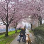 Shannon Kook Instagram - “Today in flower 🌸 Tomorrow scattered by the wind - Such is our blossom life. How can we think it’s fragrance lasts forever? Downtown Vancouver