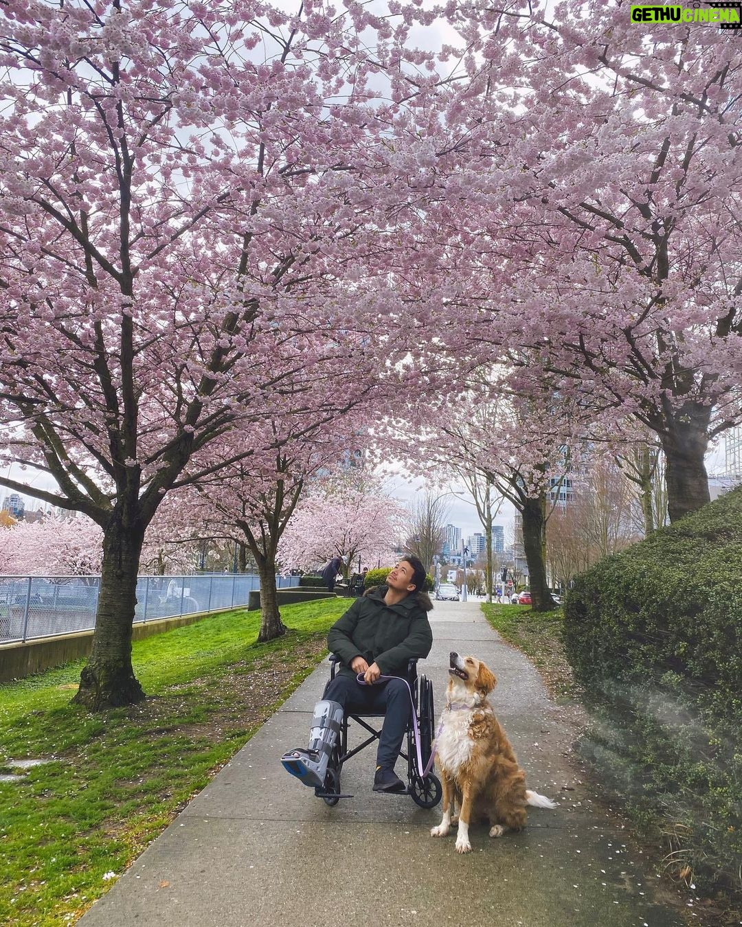 Shannon Kook Instagram - “Today in flower 🌸 Tomorrow scattered by the wind - Such is our blossom life. How can we think it’s fragrance lasts forever? Downtown Vancouver
