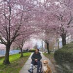 Shannon Kook Instagram - “Today in flower 🌸 Tomorrow scattered by the wind - Such is our blossom life. How can we think it’s fragrance lasts forever? Downtown Vancouver