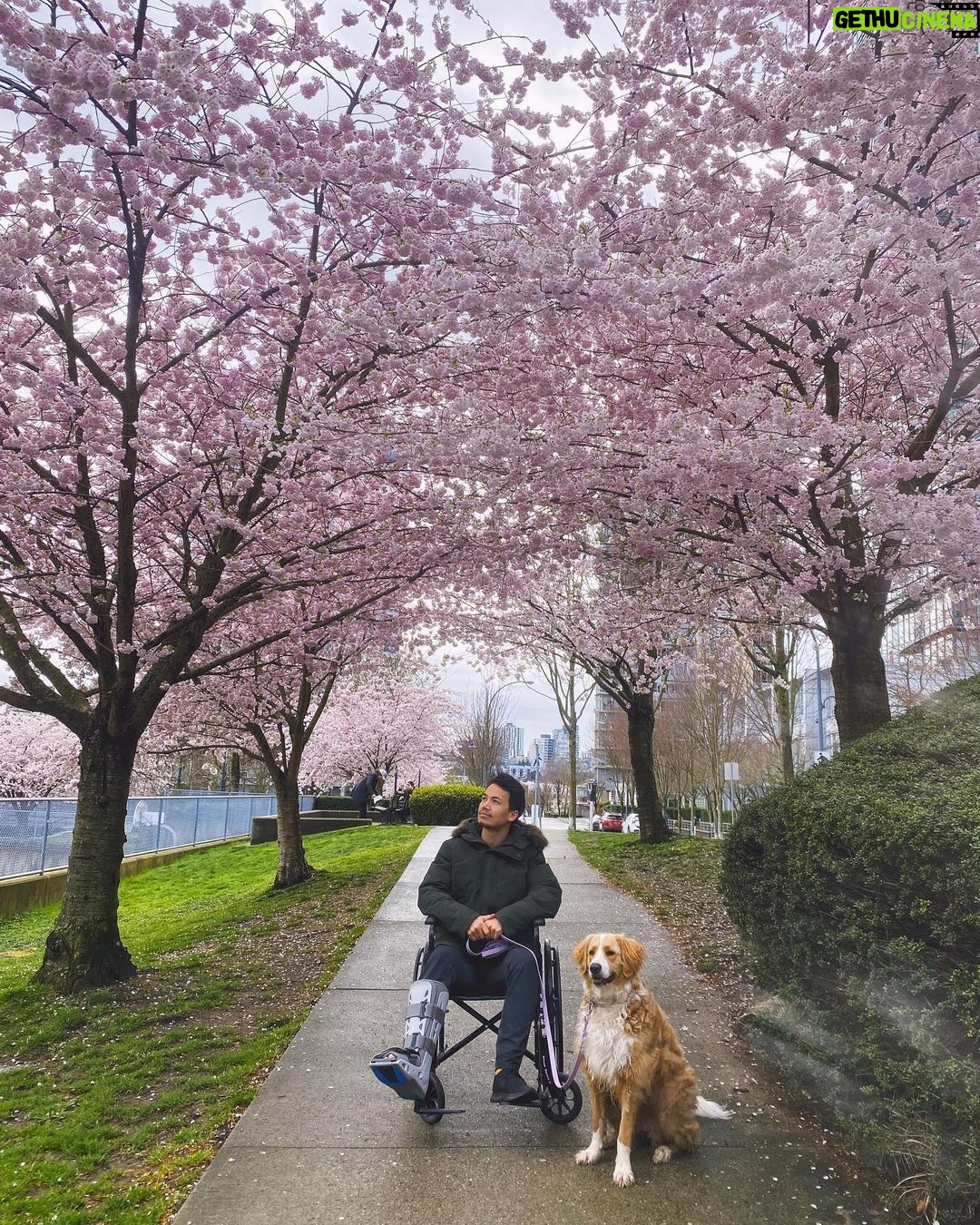 Shannon Kook Instagram - “Today in flower 🌸 Tomorrow scattered by the wind - Such is our blossom life. How can we think it’s fragrance lasts forever? Downtown Vancouver